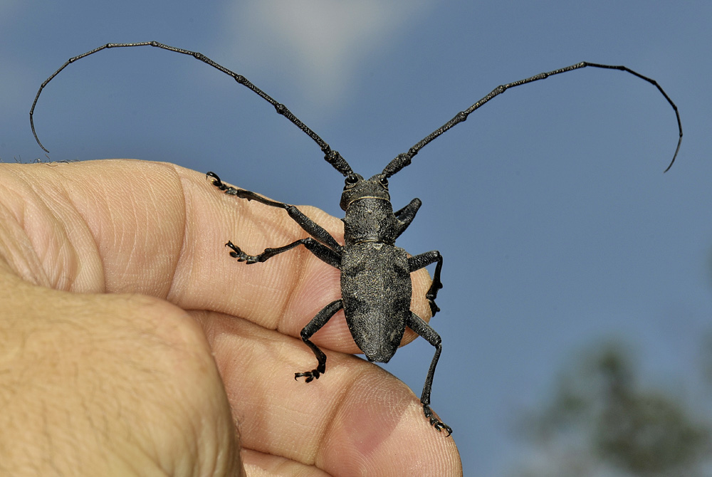 Morimus asper (con antenne esagerate)